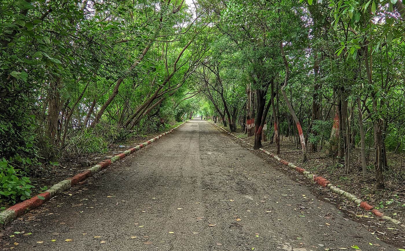 A tree-lined trail at Okhla Bird Sanctuary, Noida